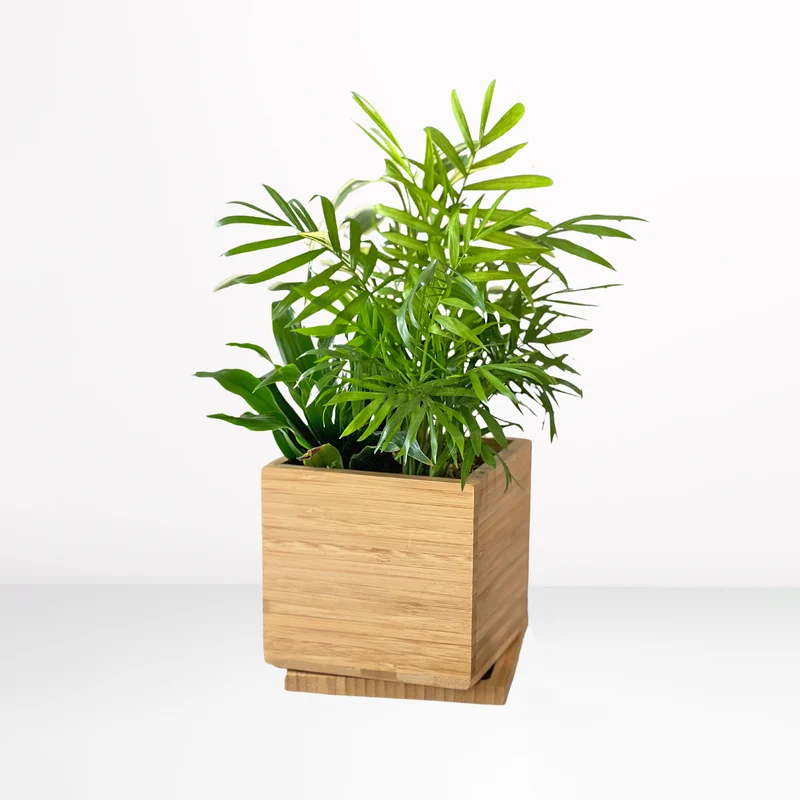 Gardenuity® Tropical Desktop Garden Kit in Bamboo Planter