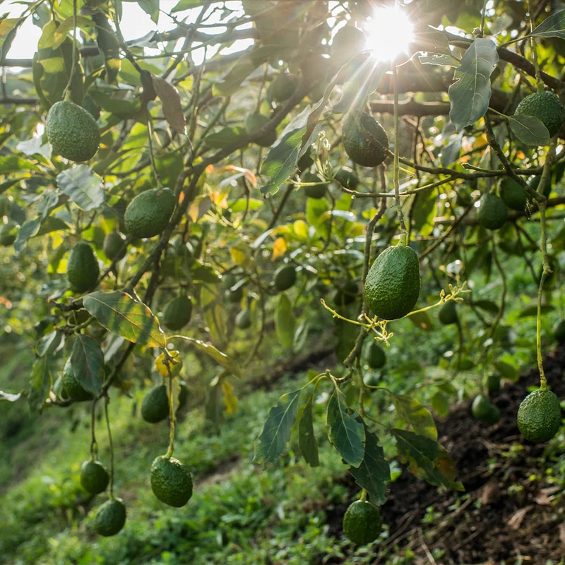 Carmen-Hass® Avocado Tree