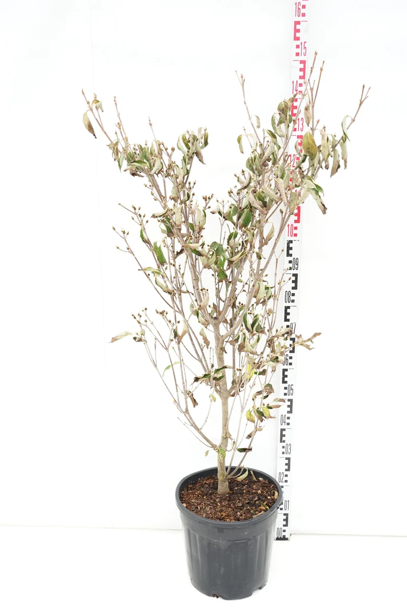 Cornus kousa 'Robert's Selectie' C18 (18 liters kruka) 125-150 cm