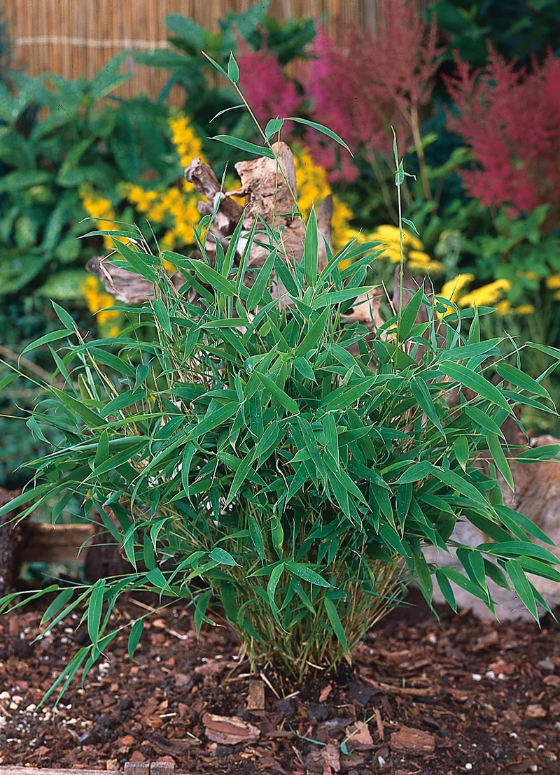 Fargesia murielae 'Tiny', 1-pack