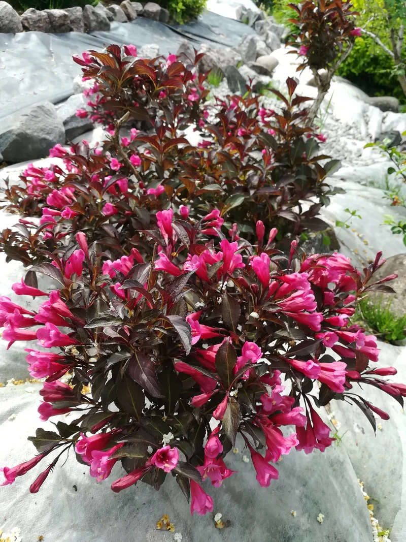 Weigela florida 'Alexandra', 5-pack