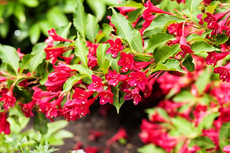 Weigela 'Bristol Ruby', 3-pack