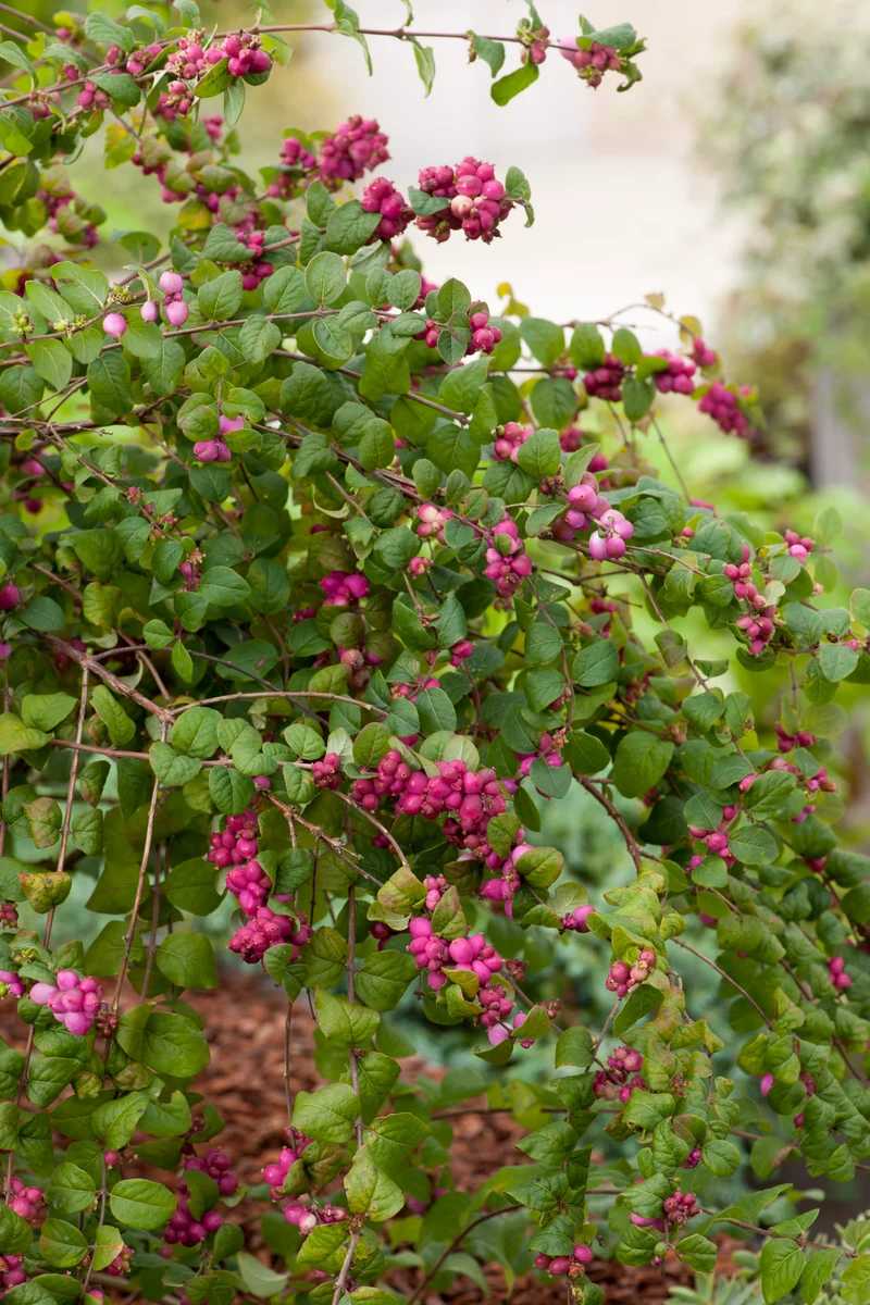 Symphoricarpos ? doorenbosii 'Magic Berry', 1-pack
