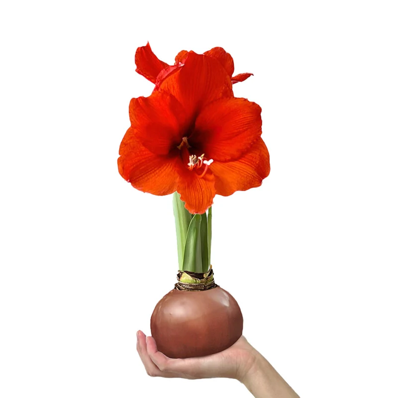 Gardenuity® Bronze Wax-Dipped Amaryllis Bulb with Sovereign Blooms