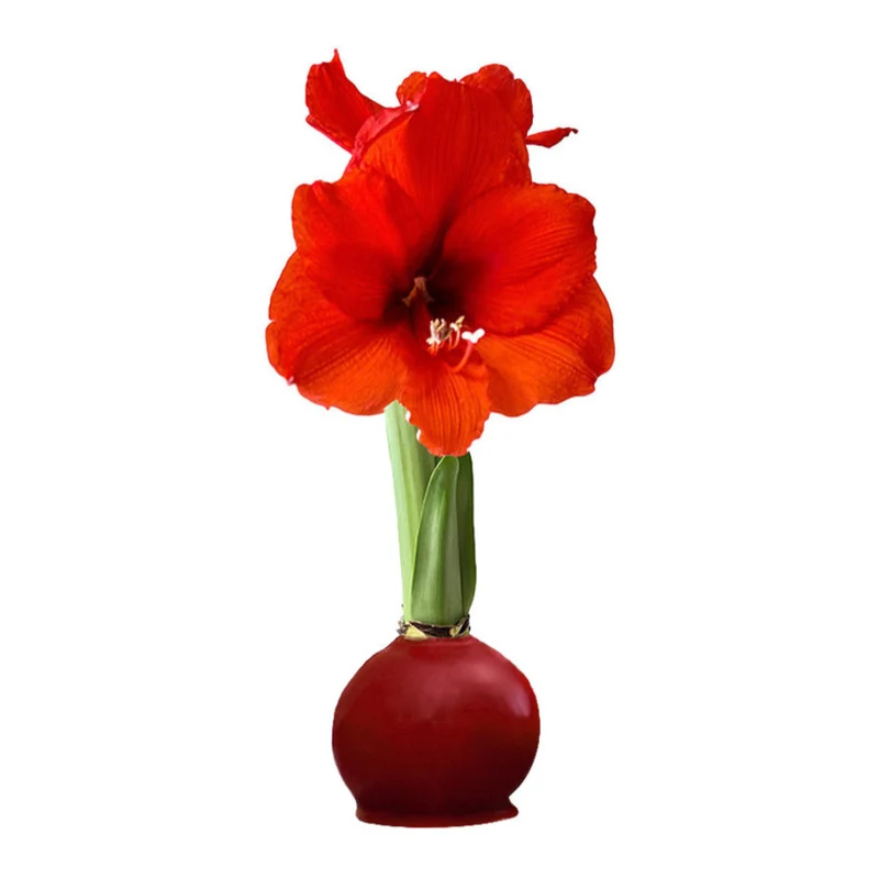 Gardenuity® Cranberry Wax-Dipped Amaryllis Bulb with Sovereign Blooms