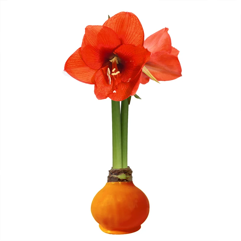 Gardenuity® Orange Wax-Dipped Amaryllis Bulb with Sovereign Blooms