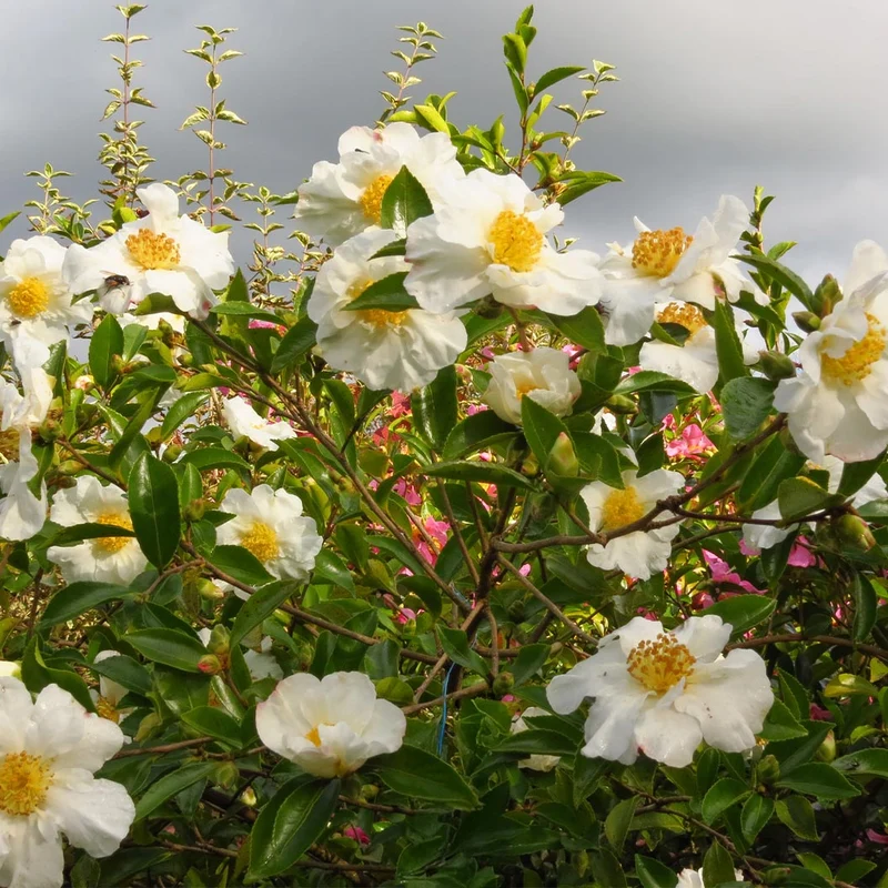 Setsugekka Camellia