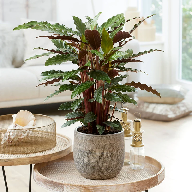 Calathea Rufibarba