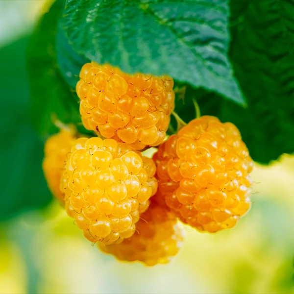 Golden Raspberry Plant - USDA Organic
