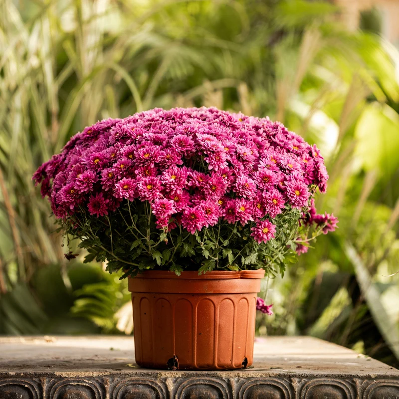 Purple Belgian Mums®