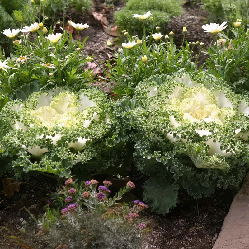 White Kamome Ornamental Kale