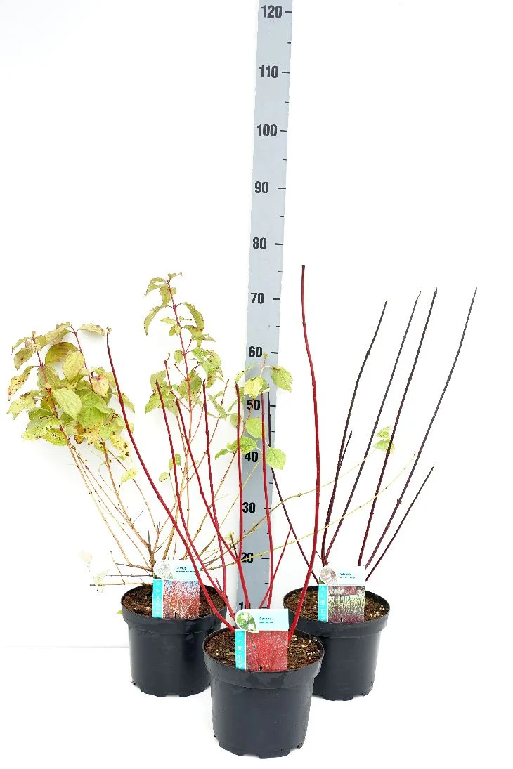 Cornus i sorter C3 (3 liters kruka) 50-60 cm