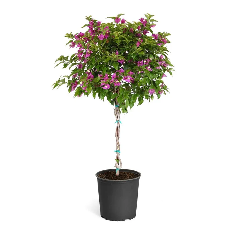 New River Purple Bougainvillea Tree
