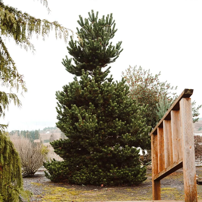 Winter Jade Austrian Pine