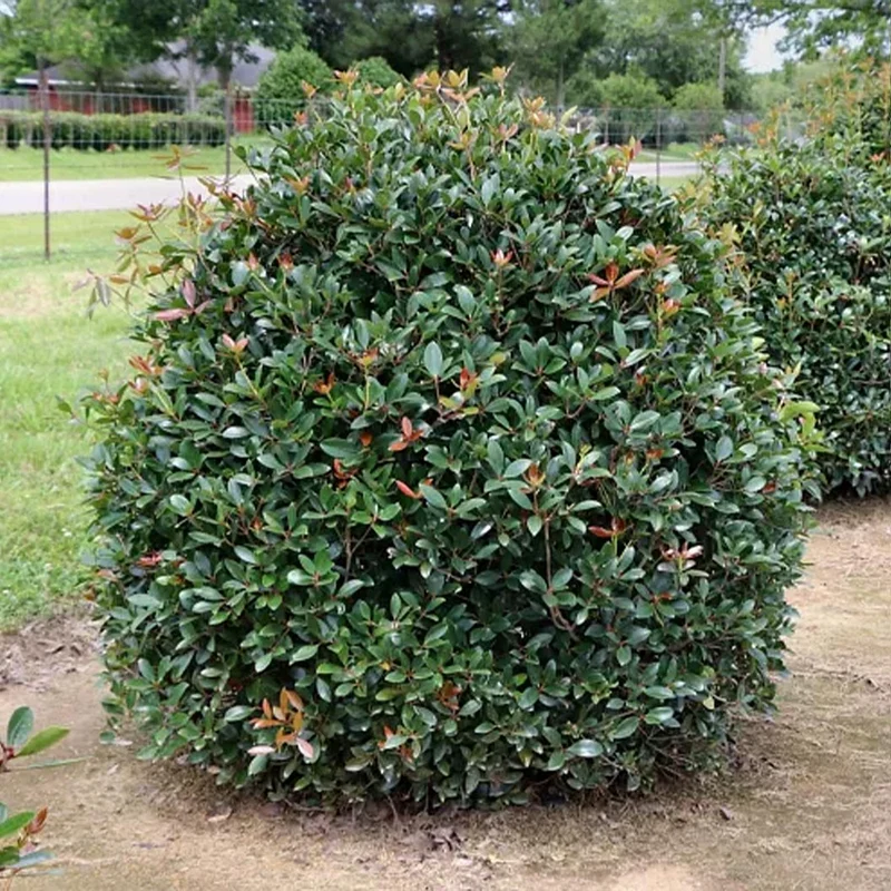 Cleyera Japonica