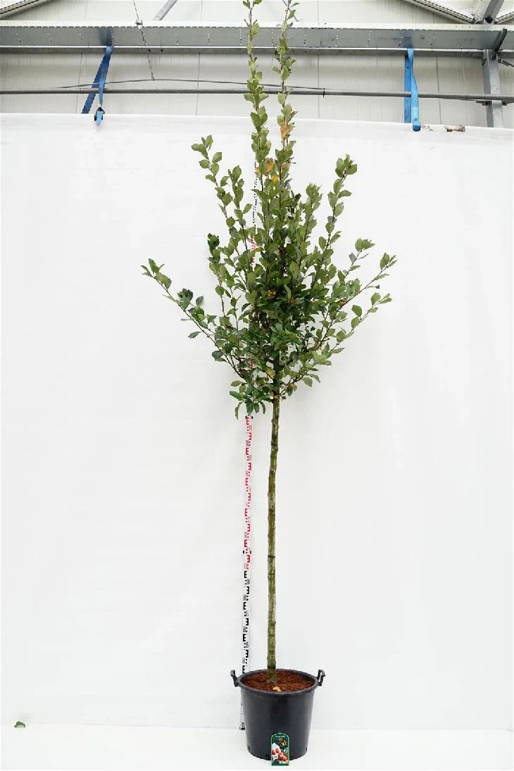 Crataegus lav. 'Carrierei' 12-14 cm stam C40 (40 liters kruka)