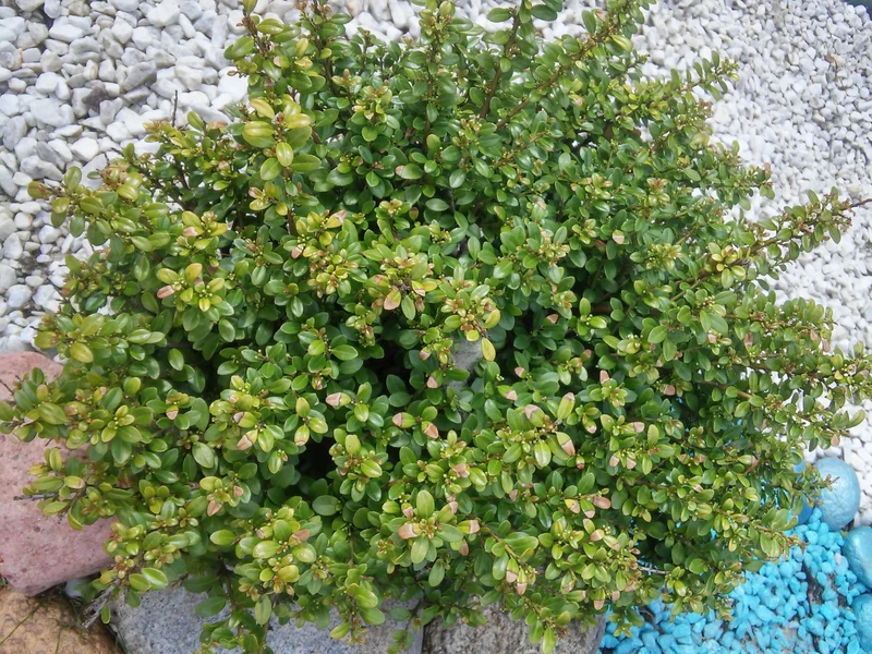 Ilex crenata 'Convexa', 1-pack