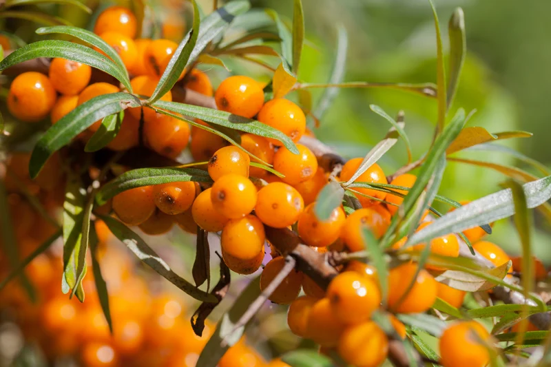 Hippophae rhamnoides , 1-pack