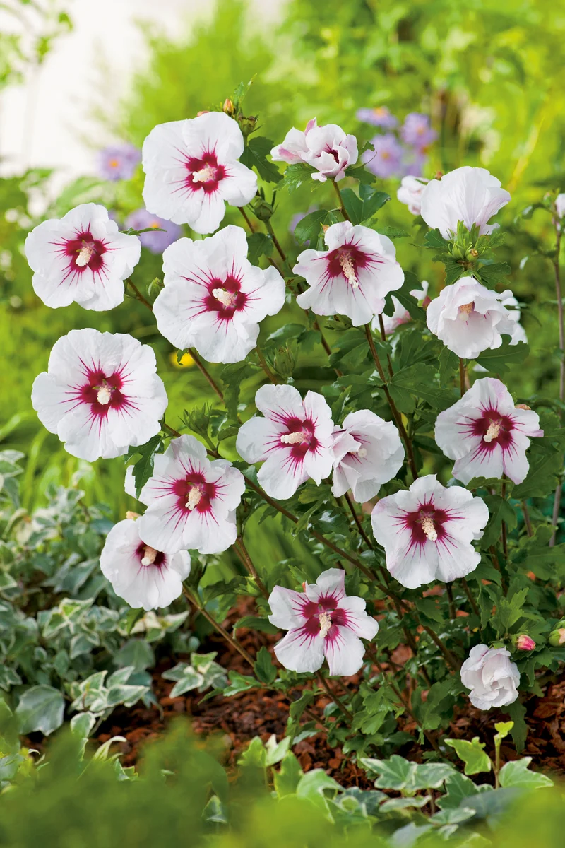 Hibiscus syriacus 'Red Heart', 3-pack