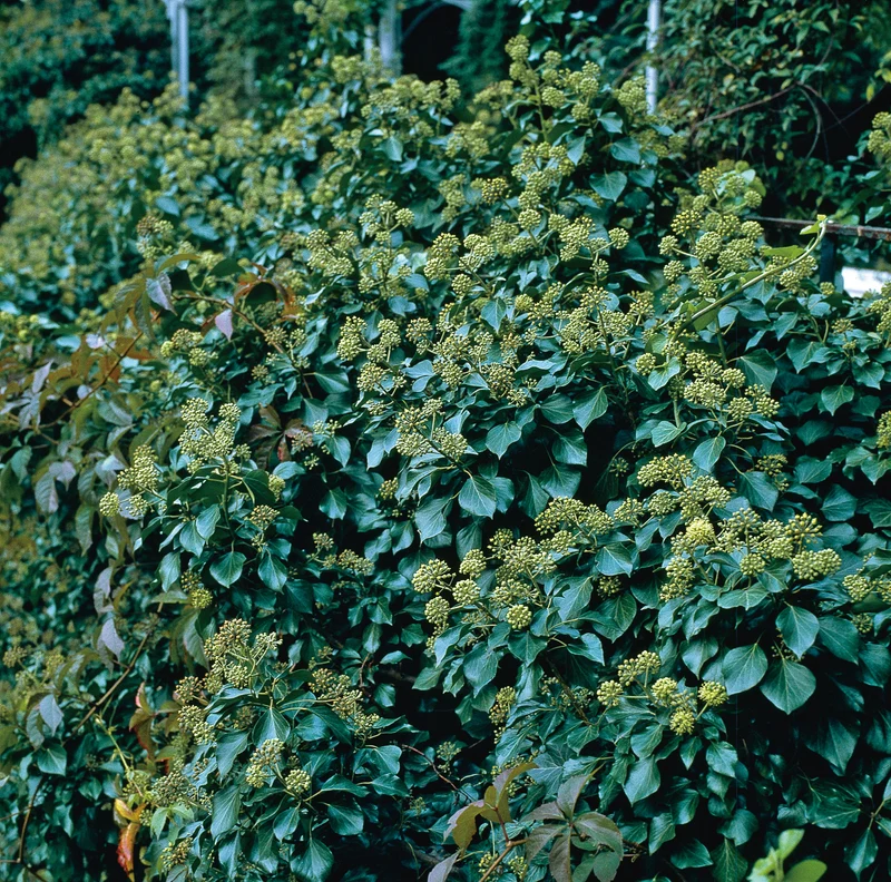 Hedera 'Arborescens', 1-pack