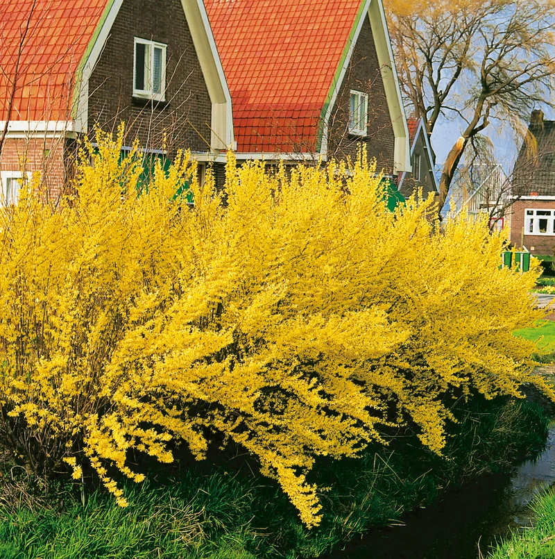 Forsythia ? intermedia 'Lynwood', 3-pack