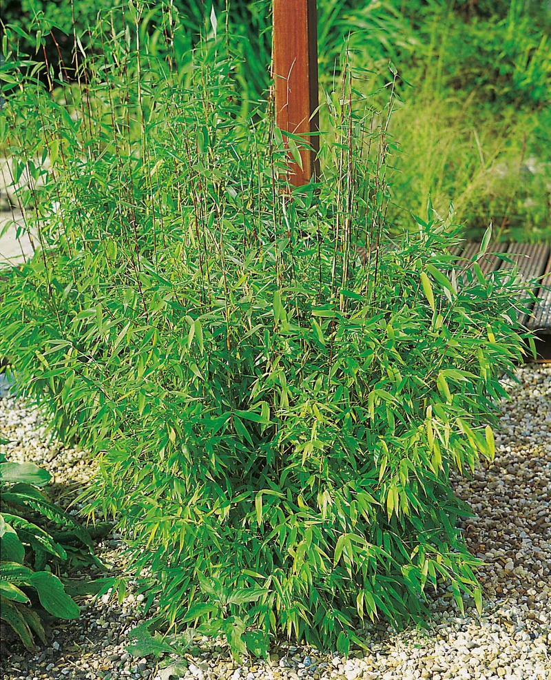 Fargesia murielae 'Simba', 10-pack