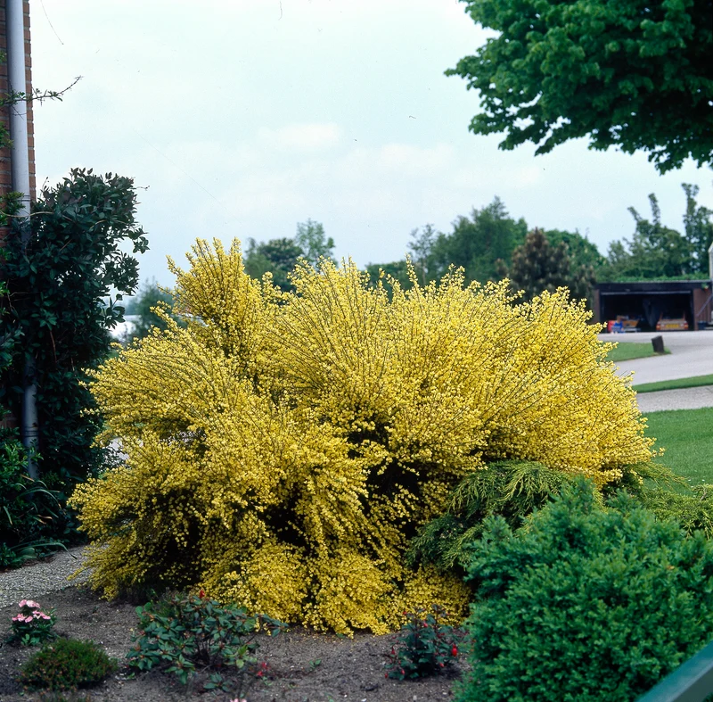 Cytisus ? praecox 'Allgold', 3-pack
