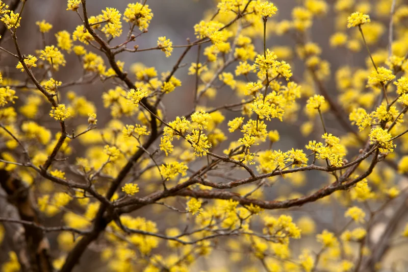 Cornus mas, 1-pack