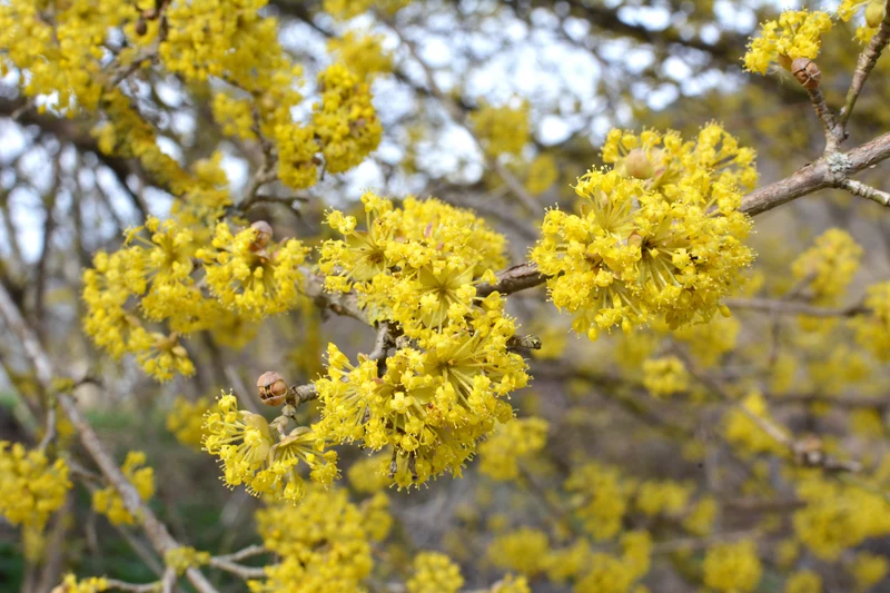 Cornus mas, 10-pack