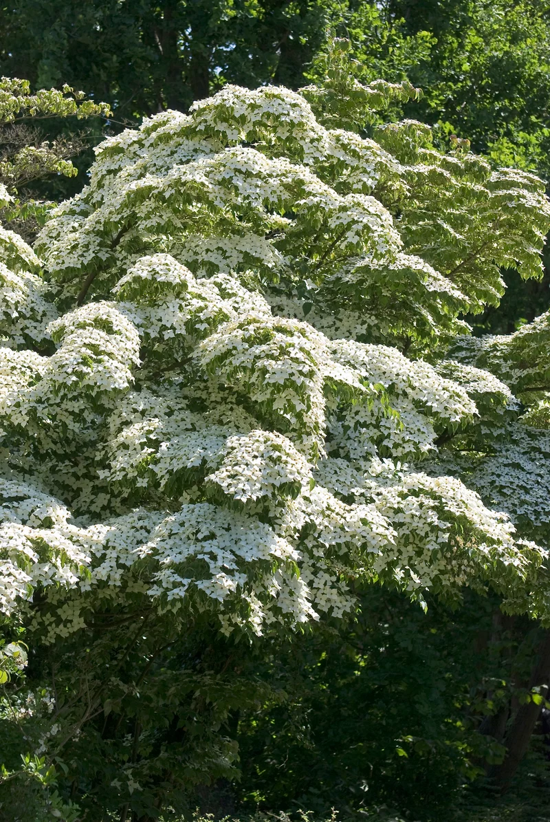 Cornus kousa, 3-pack