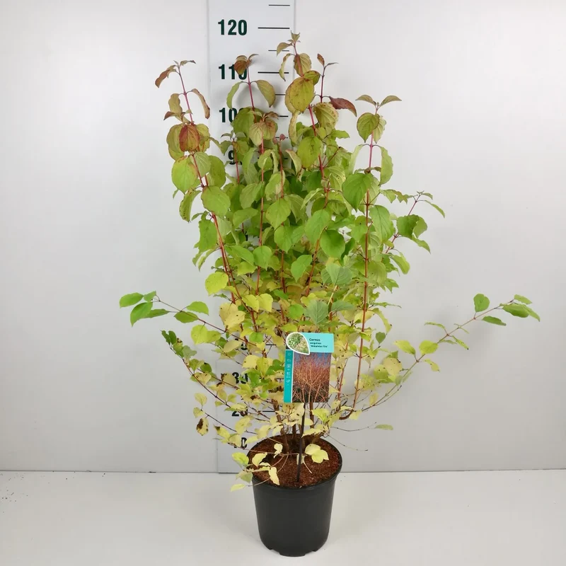 Cornus sang. 'Midwinter Fire' C20 (20 liters kruka) 150-175 cm