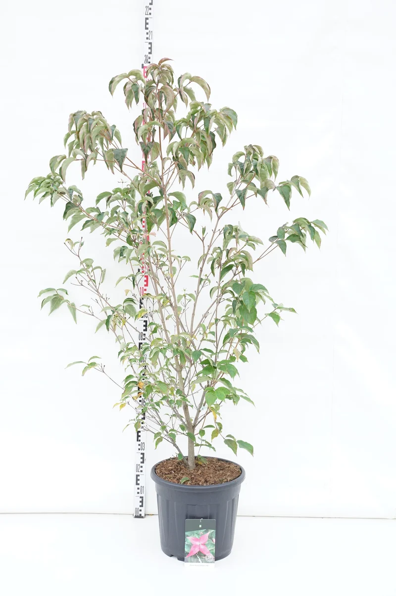 Cornus 'Scarlet Fire' C45 (45 liters kruka) 125-150 cm
