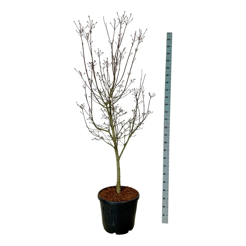 Cornus 'Starlight' 6-8 cm C35 (35 liters kruka) grenad