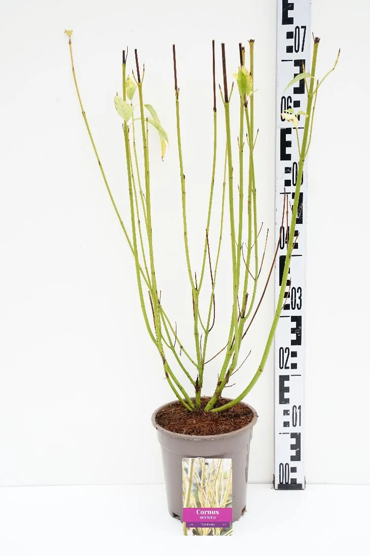 Cornus seri. 'Flaviramea' C2 (2 liters kruka) 25-30 cm