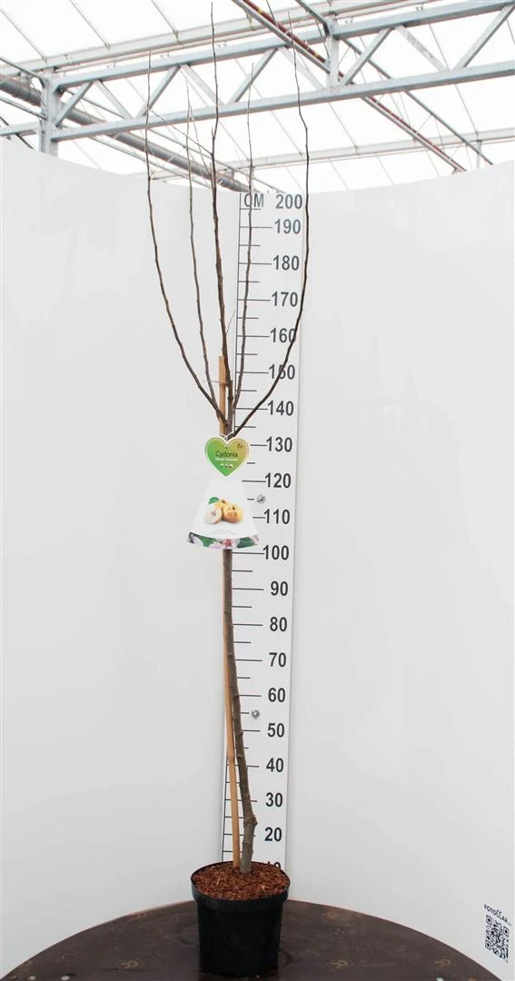 Cydonia o. 'Leskovackz' 120 cm stam C7,5 (7,5 liters kruka)