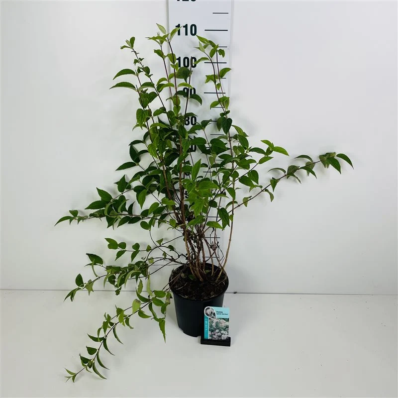 Deutzia hybrida 'Mont Rose' C2 (2 liters kruka)