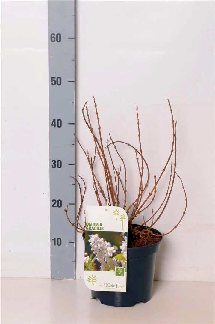 Deutzia gracilis C1,5 (1,5 liters kruka) 15-20 cm