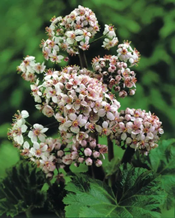 Darmera peltata C2 (2 liters kruka) / 17 cm kruka