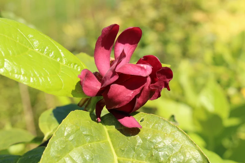 Calycanthus floridus, 3-pack