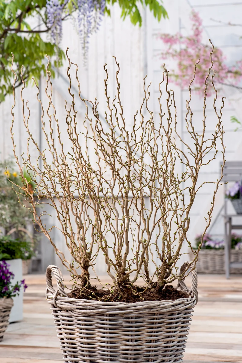 Corylus avellana 'Scooter', 3-pack