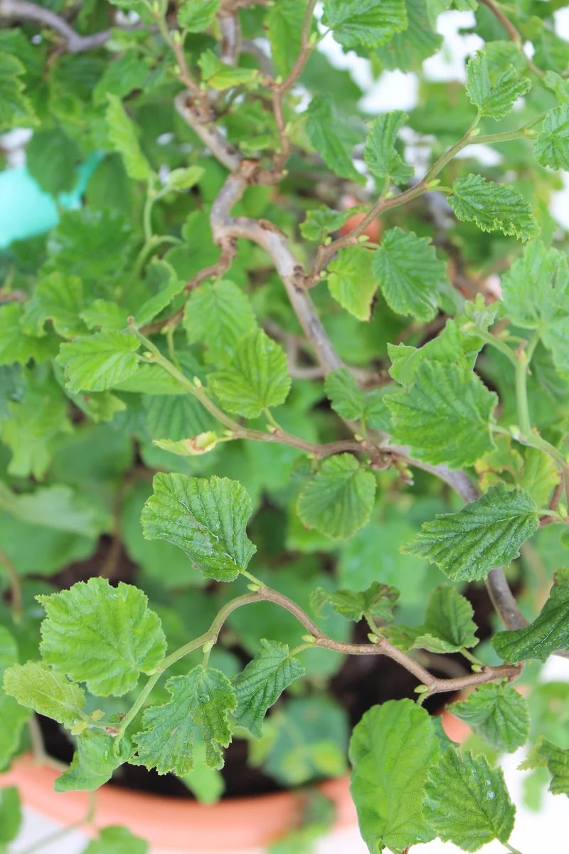 Corylus avellana 'Scooter', 1-pack