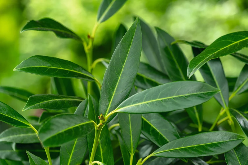 Prunus laurocerasus 'Herbergii', 1-pack