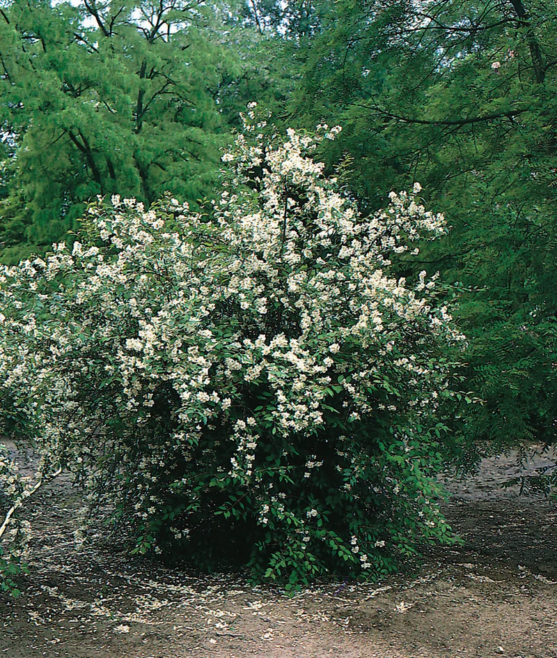 Philadelphus coronarius , 1-pack
