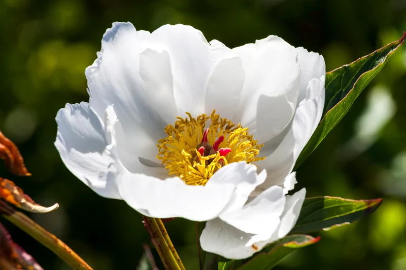 Paeonia lactiflora 'White Wings', 2L, 4-pack