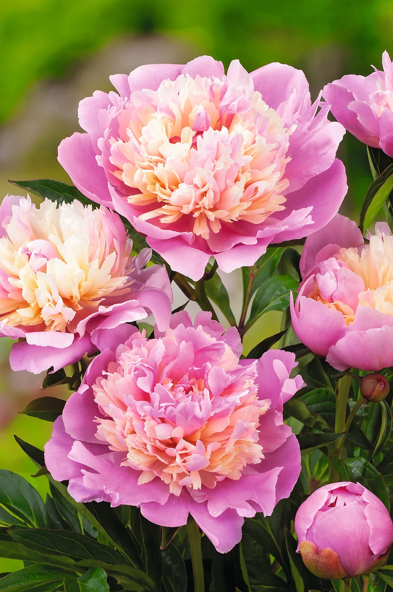 Paeonia lactiflora 'Sorbet', 2L, 2-pack