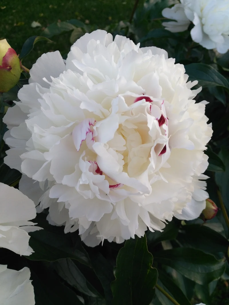 Paeonia lactiflora ?Festiva Maxima?, 2L, 1-pack