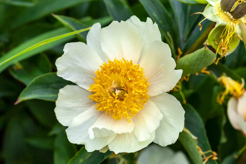 Paeonia lactiflora 'Claire de Lune', 2L, 1-pack