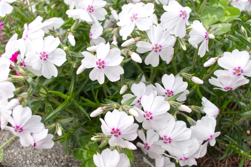 Phlox subulata 'Amazing Grace', 15-pack