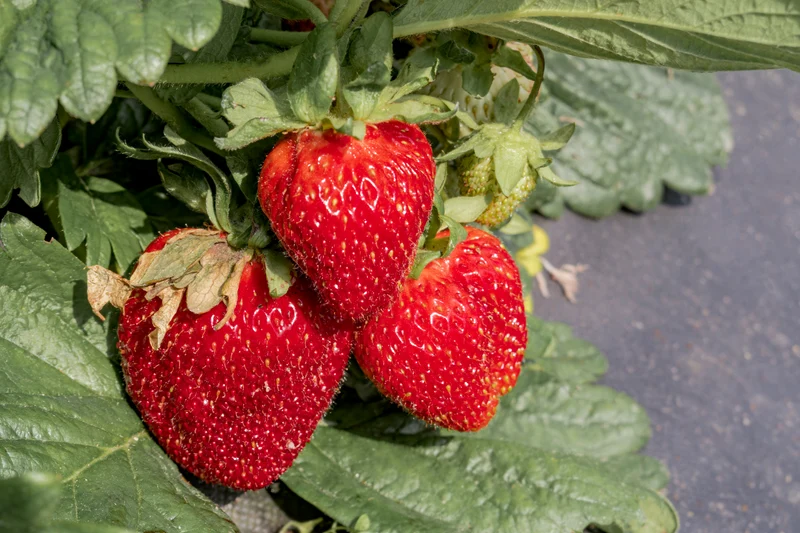 Fragaria ananassa 'Honeoye', 15-pack