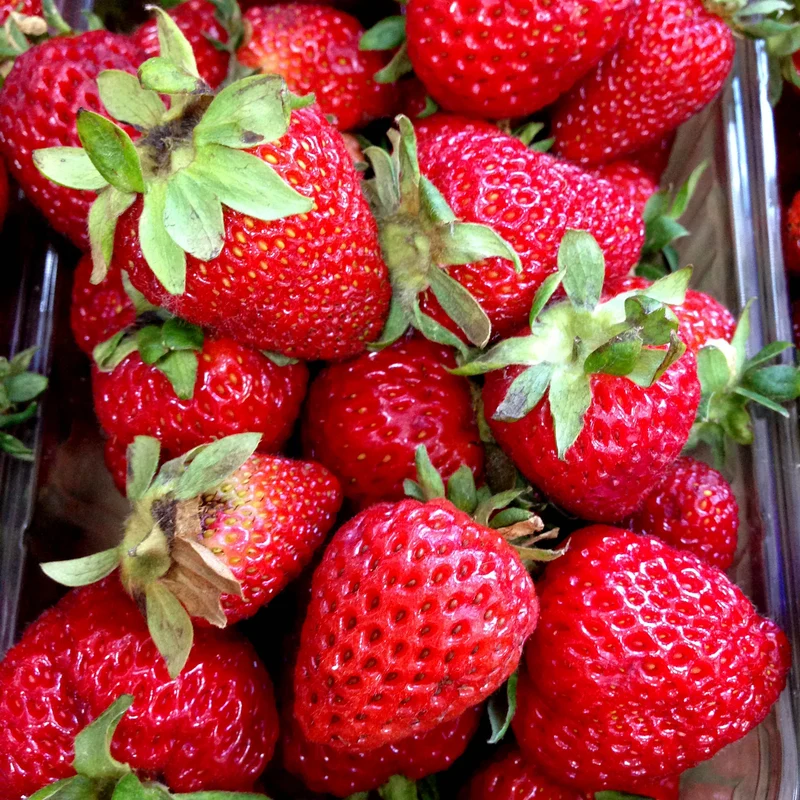 Fragaria ananassa 'Korona', 15-pack